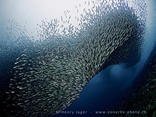 The Pescador Island's school of sardines (Sardina pilchardus) appear like a tornado. Seconds after this shot, the school passed the sun and it darkened like a topside tornado does, too. Seen in the Region aof Kasai Village, Moalboal, Philippines.