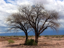 árboles en zona desértica