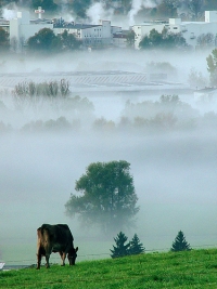 campo neblinoso