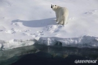 oso polar - Greenpeace