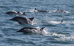 Long-beaked Common Dolphins, Delphinus capensis