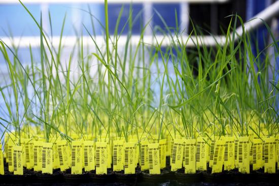 Crop Design - The fine art of gene discovery