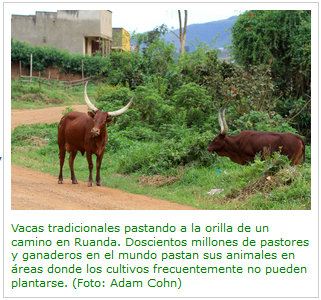Vacas tradicionales pastando...