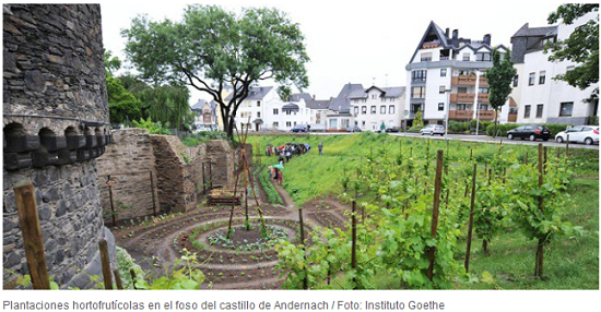 Plantaciones hortofrutícolas en el foso del castillo de Andernach